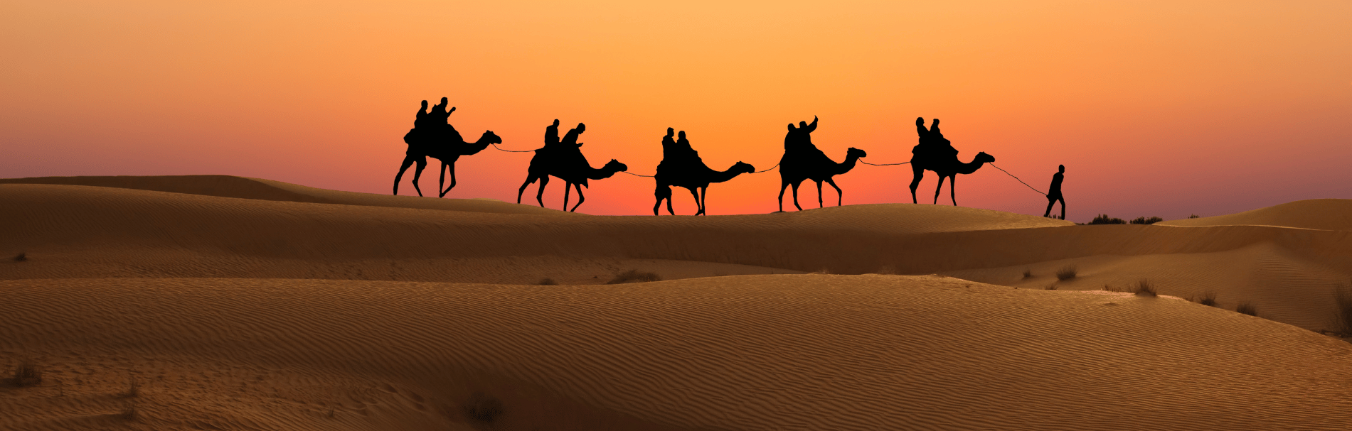 Camel Safari